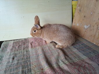 Strieborný žltý - 2