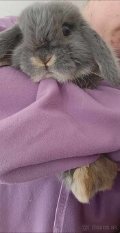 Minilop baranček - zakrslý králik - 2