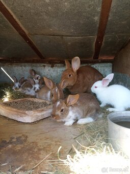 Predám zajace králiky - 2