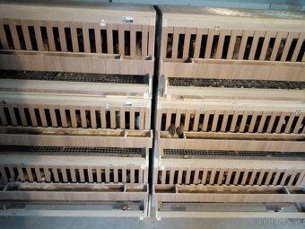 Japonské prepelice - 2