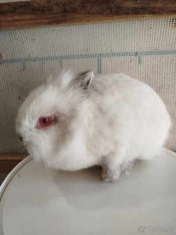 Samička zakrsleho králika - 2