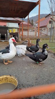 Predám pekingské kačice - 2