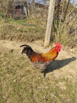 KOHÚT 🐓 MARANS ,+ KÚPIM SLIEPKY - 2