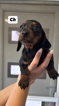 Trpazličí jazvečík - 2