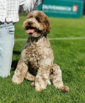 Lagotto Romagnolo steniatko - 2