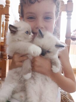 Ragdoll mačiatka /mačičky aj kocúrikovia/ - 2