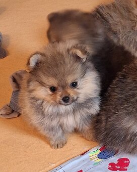 Pomeranian s PP - 2