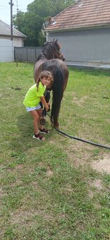 Sportovy pony valach - 2