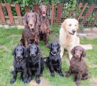 Flat coated retriever - šteniatko s PP - 2