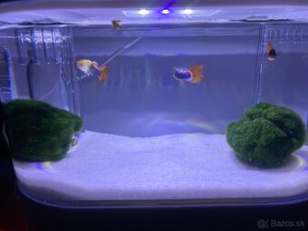 Predám Gupky Dúhové samce - 2