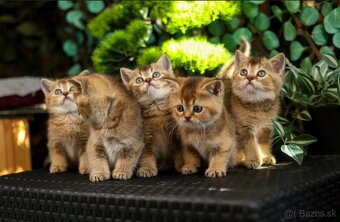 Britská krátkosrstá mačka - 2