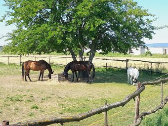 Starostlivosť o kone - víkendová brigáda - 2