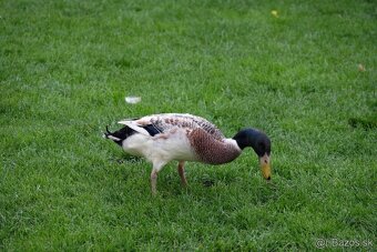 Indický bežec strieborný - káčer - 2