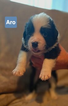 Border kólia s PP - 2