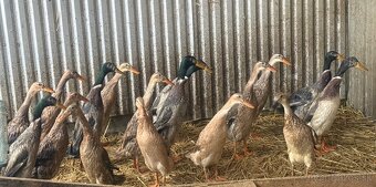 Indické bežce , kačky. - 2