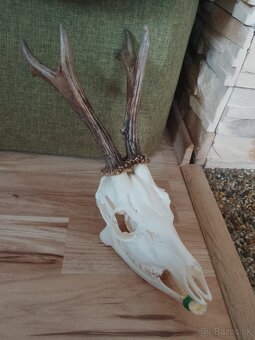 Parohy,parozie,trofeje,trofej - 2