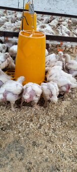 Brojlerové kurčatá - 2