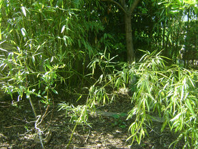 Bambusy - vysoké, nízke - 2