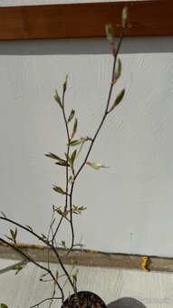 Muchovník lamarckov viackmienok 110 cm - 2