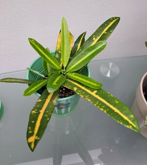 Krotón, pilea, tučnolist, cissus, monstera, osobný odber BA - 2