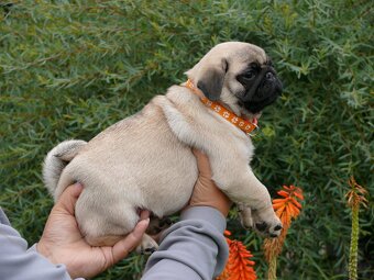 Mops - Štěňátka - 2