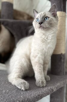 Ragdoll - 2