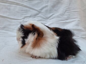 Peruanské morčatá s PP - 2