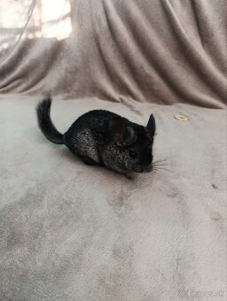 Predám činčile do dobrých rúk - 2