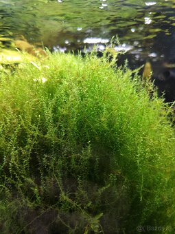 Rastlinky do akvária - 2