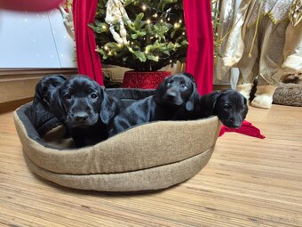 Darujeme šteniatka - 2