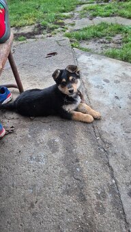 Darujem šteniatko - 2