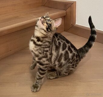 Bengálska mačka,kocur - 2