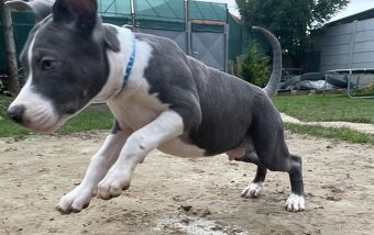 Americký staford - 2