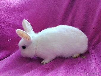 Zakrslý kralik - 2