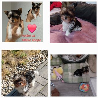 Yorkshirsky York mini - 2