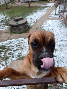 Hľadám psa Boxera na krytie - 2