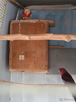 Penanty-chovný pár - 2