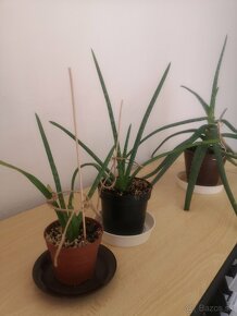 Aloe Vera - Lekárska - 2