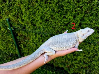 Agama bradat Witblits, Zero, Het Wero - 2