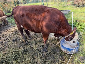 Hovädzí dobytok - 2