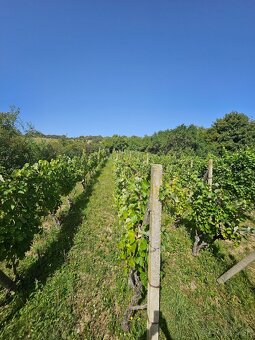 Dve vinice v srdci Tokajskej oblasti – obec Viničky - 2