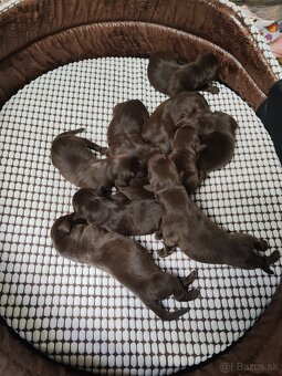 Labrador čokoládový - 2