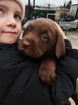 Labrador čokoládový - 2