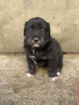 Steniatko Golden Aussie - 2