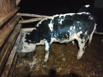 Predám kravu - 2