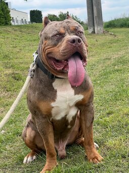 American bully xl krytie - 2