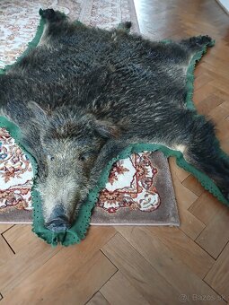 Diviačia trofej - 2