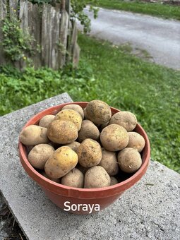 sadbove zemiaky - 2