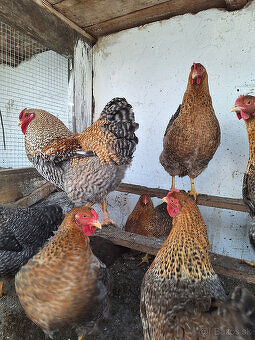 Nasadové vajcia - 2