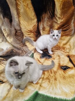 Na predaj dve rozkošné ragdoll mačiatka – slečna a mladý pán - 2